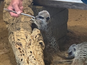 Customer Photo of Meet the Meerkats in Oxfordshire